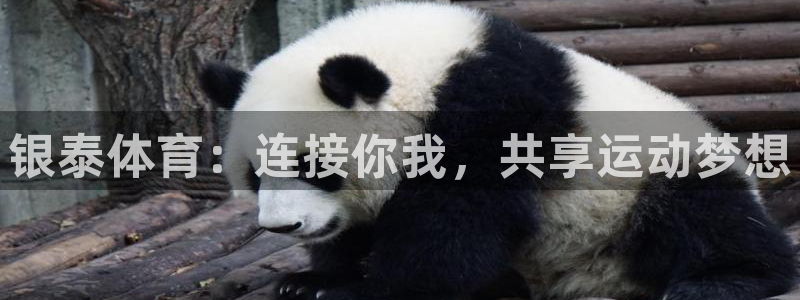 熊猫体育直播：银泰体育：连接你我，共享运动梦想